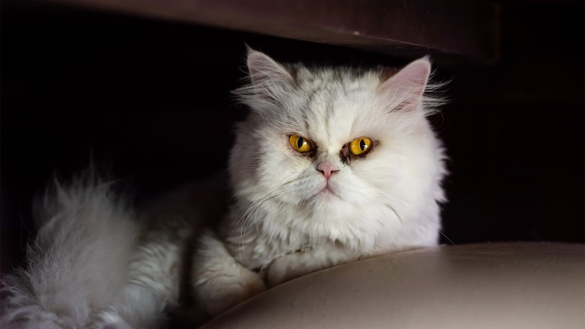 凤凰涅槃！福克斯上演连击秀，掘金队力克山西锁定胜局