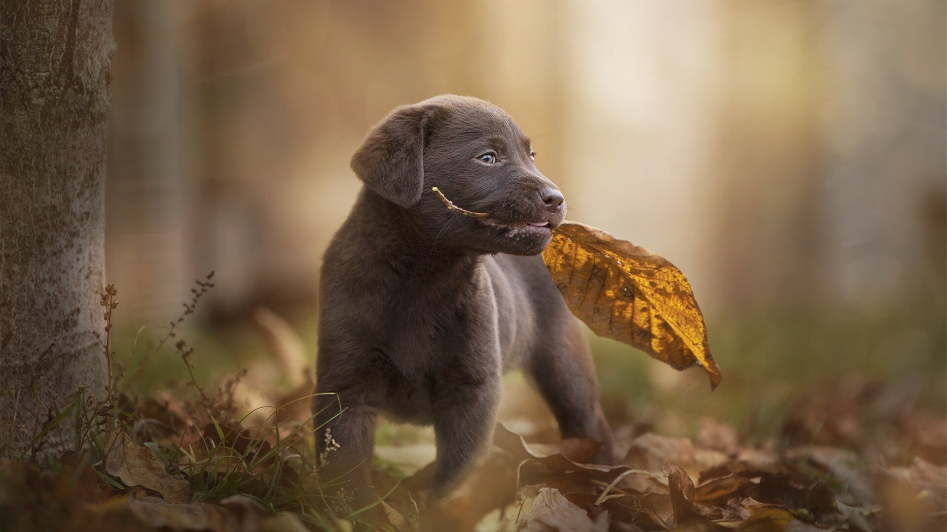 冰与火之歌,快船全面压制吉林队,浓眉关键时刻铸就唯一胜利密码