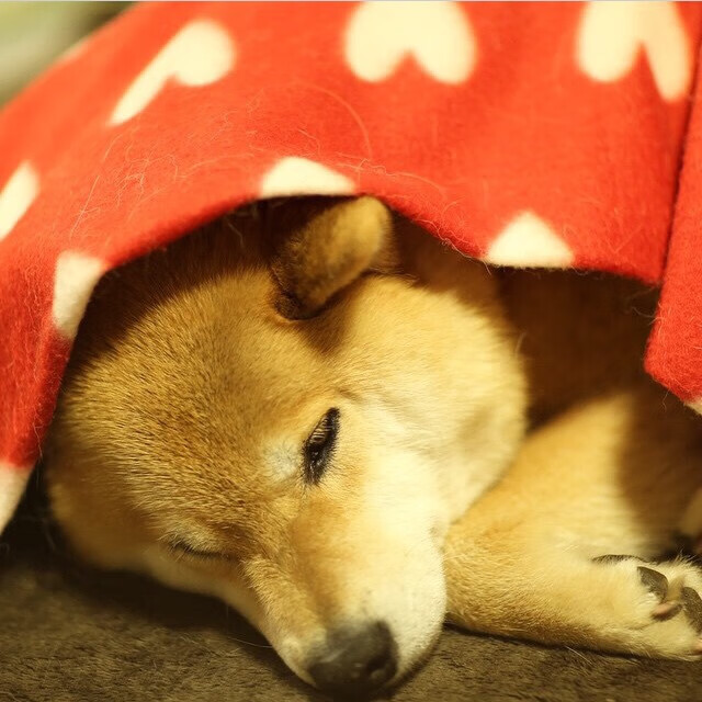 双线叙事,当摩纳哥用战术一波带走美国,厄德高在伯纳乌完成接管