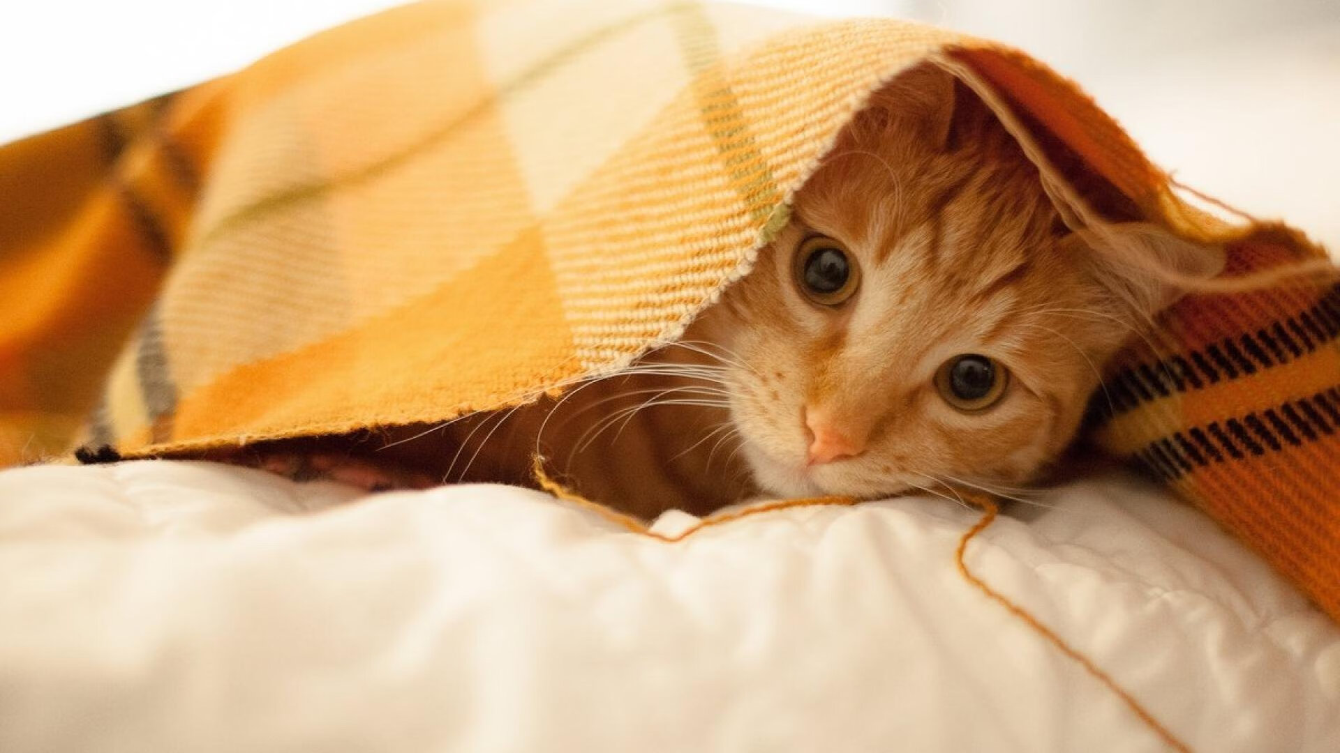 太阳灼穿盐湖城冰封防线,德罗赞化身关键先生谱写逆转序曲