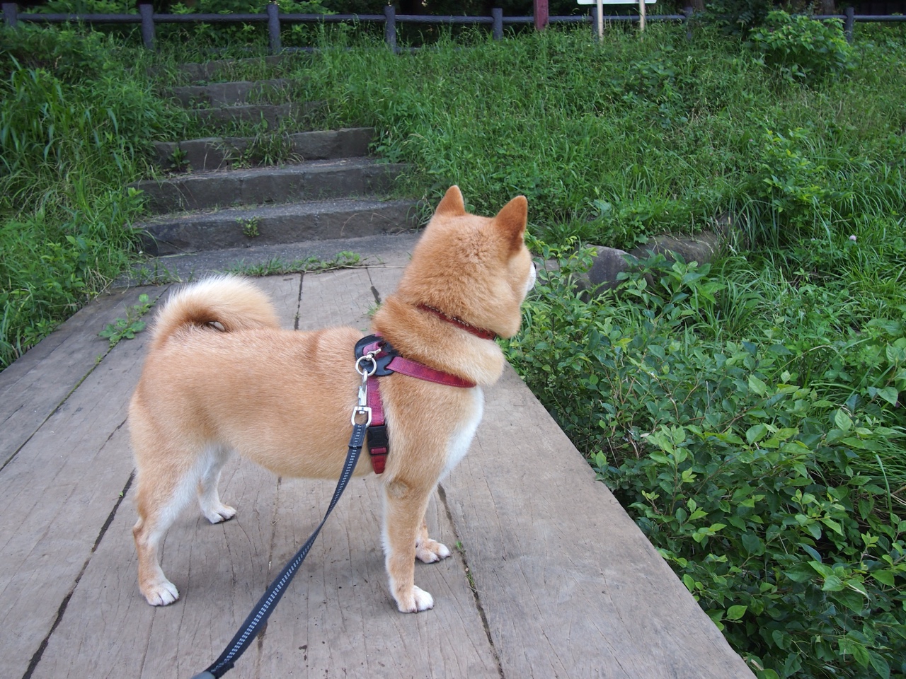 黑色闪电的逆袭之翼，当奥纳纳撕碎塞内加尔的黄昏