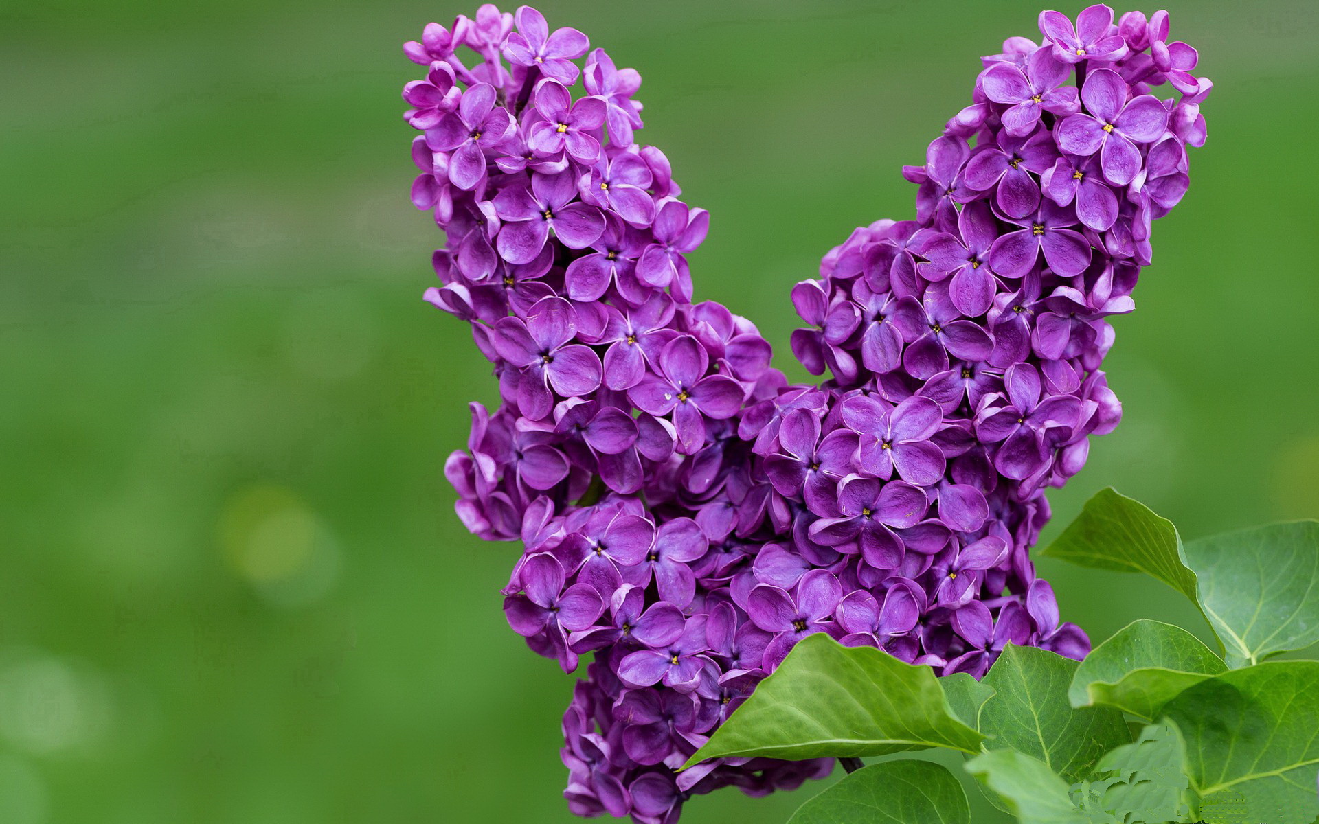 尼克斯狂胜山西队,西决生死战焦点战全记录