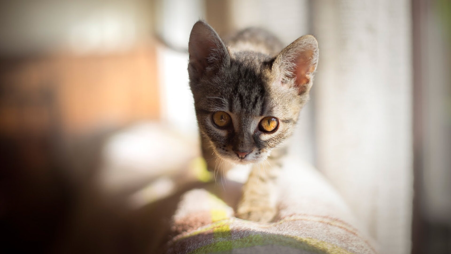 风暴与灯塔，阿根廷闪电战击垮苏格兰，孔德定海神针定胜局