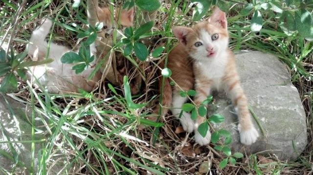 沉默者的咆哮，武切维奇如何从阴影中走向聚光灯下