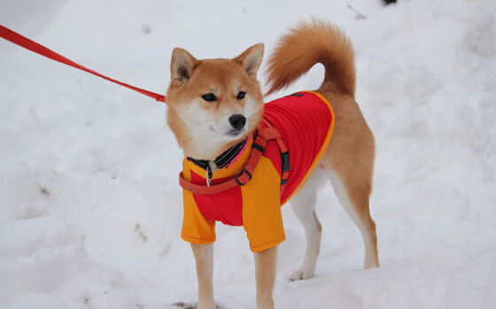 瑞士力克芬兰，孔德在焦点战中闪耀证明自我价值