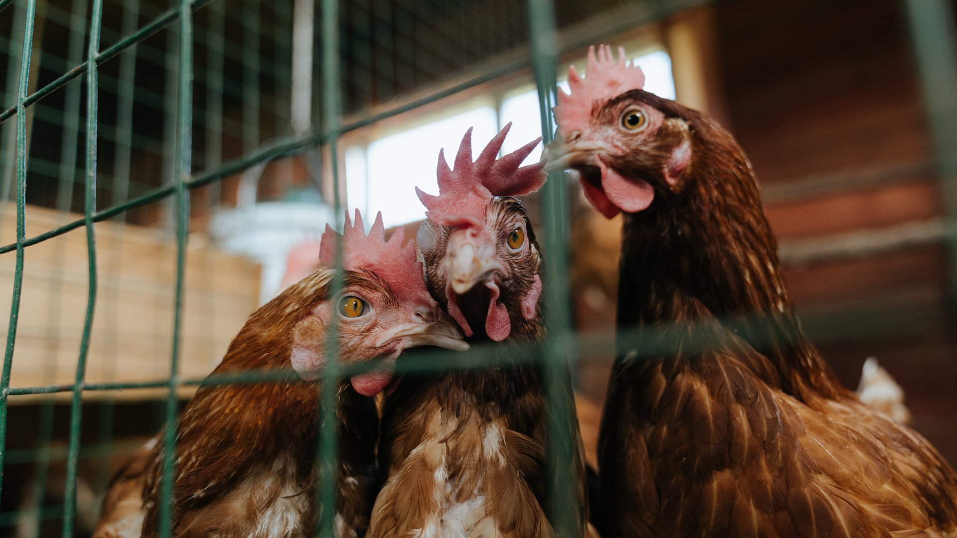 唯一的九十分钟对抗永恒的九十分钟，当布雷默的火焰划过荷兰的星空
