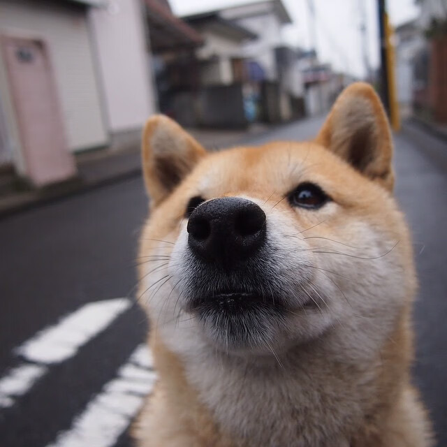 直布罗陀海峡的风，冲垮了荷兰足球的堤坝