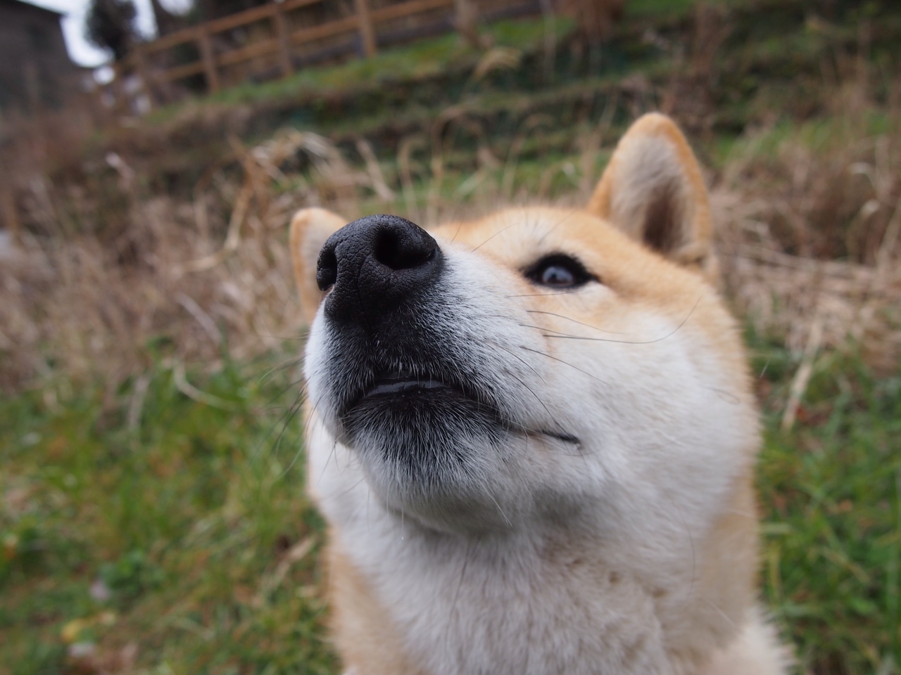 利矛洞穿坚盾！奥斯梅恩一人碾碎尤文防线，波兰劲旅演绎欧冠经典逆袭
