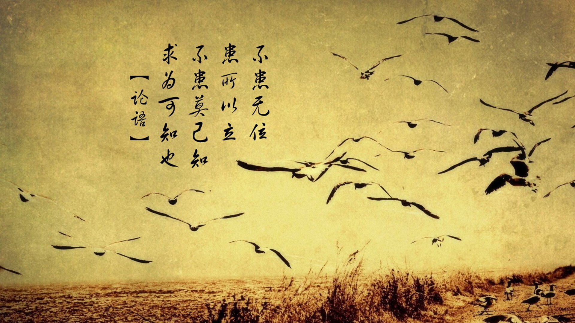 布克焚毁囚笼！凤凰城唯一战神，在芝加哥的公牛骨血上烙印传奇